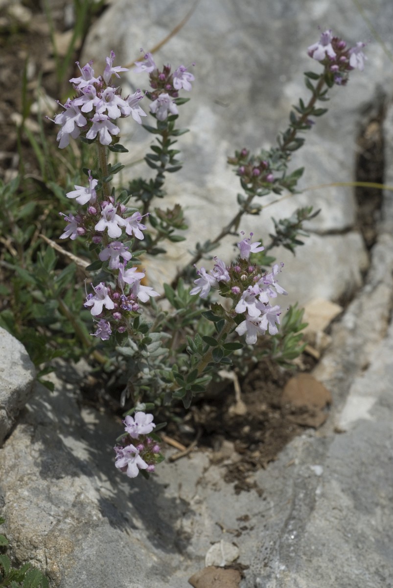 Thymus vulgaris, Common Thyme